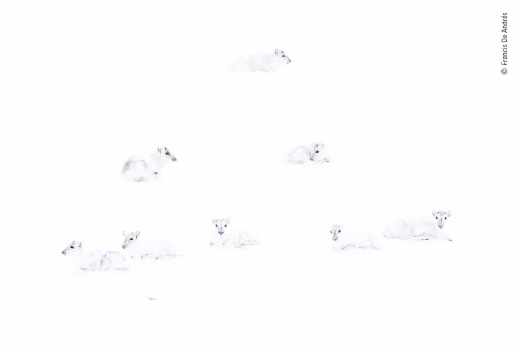 Na obrázku je sedem zvierat, ale je ťažké rozlíšiť druh, pretože sú všetky veľmi biele a nachádzajú sa v úplne snehobielom prostredí.