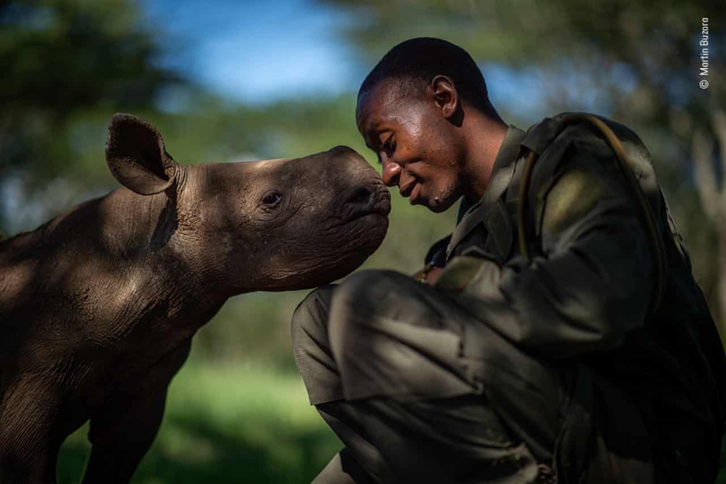 Na obrázku je naľavo nosorožca. Vpravo, muž. Ich nosy sa dotýkajú. Pozadie fotografie je rozmazané.