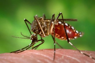 Bola nájdená možná príčina vypuknutia mikrocefálie spojenej so Zikou 51