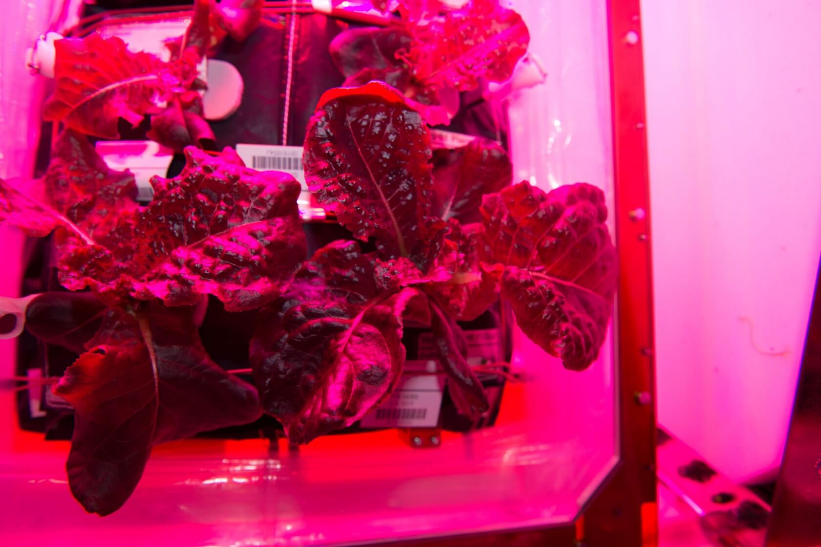 Štúdia ukazuje, že šalát pestovaný na ISS je rovnako zdravý ako jeho náprotivok pestovaný na Zemi